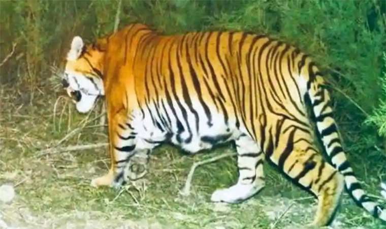 First evidence of tiger breeding in Assam sanctuary brings cheer - News ...