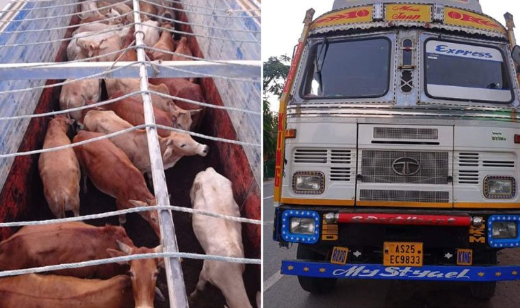 Assam Police Held Two Cattle Smugglers And Seized 24 Cattle - News ...