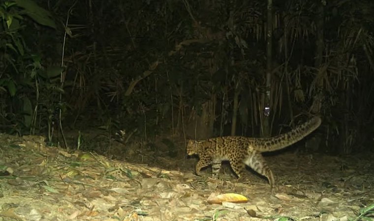 Marbled Cat